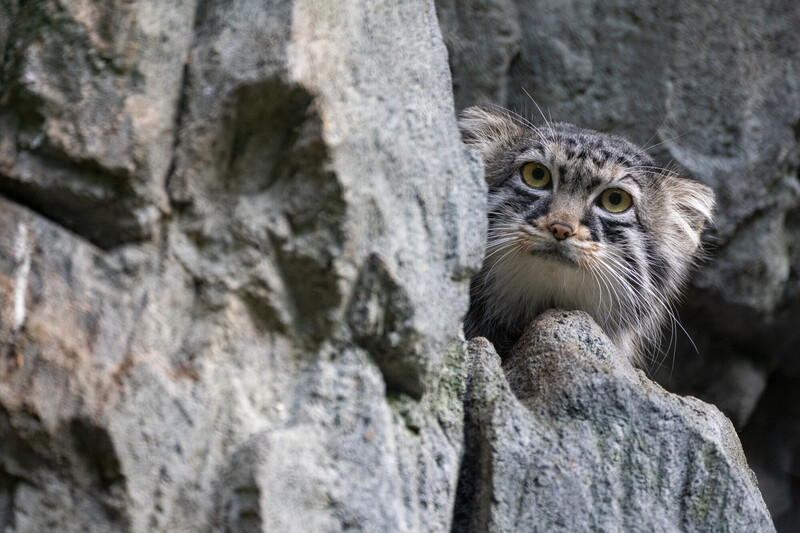 A Pallass cat with fluffy fur and wide yellow eyes peeks out from between gray rocky cliffs, blending with the rugged background.