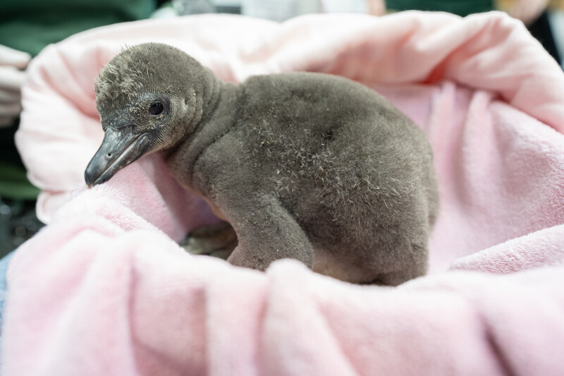 A fluffy baby penguin sits on a soft pink blanket, looking to the left.