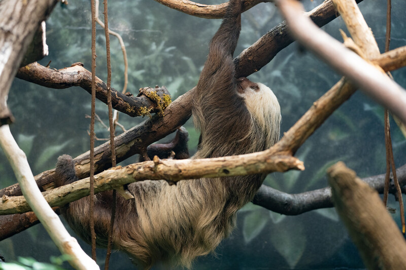 A brown and white sloth hangs from tree branches in an enclosure, surrounded by a lush, green backdrop.