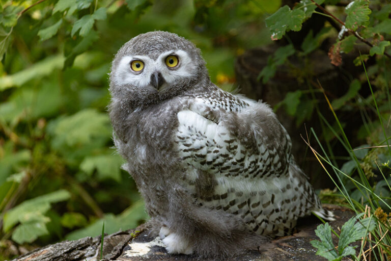 A young snowy owl with fluffy gray and white feathers sits on a log surrounded by green foliage, looking directly at the camera with wide yellow eyes.