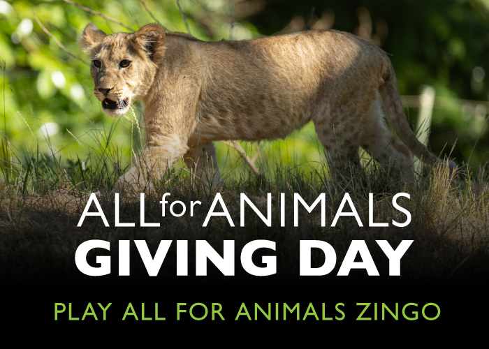 A young lion walks through grass with sunlight filtering through trees. Text reads: ALL for ANIMALS GIVING DAY. PLAY ALL FOR ANIMALS ZINGO.
